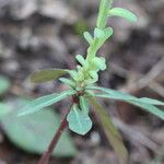 Euphorbia amygdaloides برگ