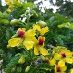 Caesalpinia echinata Flor