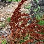 Rumex crispusपत्ता