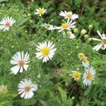 Symphyotrichum ericoides Flors