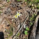 Nothoscordum bivalve Blodyn