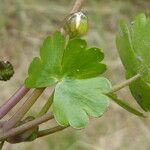 Ranunculus aquatilis ഇല