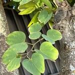 Bauhinia purpurea Feuille