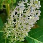 Phytolacca esculenta Квітка