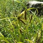 Carex pseudocyperus Fruitua