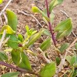 Talinum portulacifolium Folha