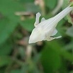 Galeopsis segetum Flor