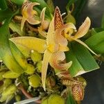 Bulbophyllum facetum Blomst