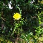 Sonchus asperFlower