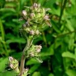 Gentiana decumbens