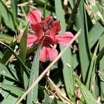Indigofera spicata Floare
