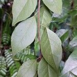 Hymenocardia ulmoides Leaf