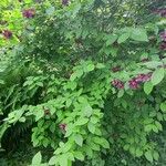 Calycanthus floridus Vekstform