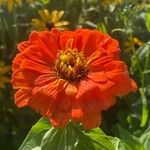 Zinnia elegans Flower