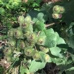 Arctium lappa Ffrwyth