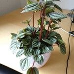 Peperomia argyreia Лист