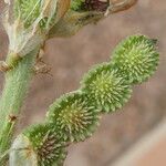 Sulla coronaria Fruchs