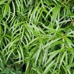 Podocarpus salignus Blad