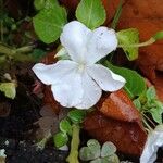 Impatiens walleriana Blomma