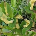 Aristolochia fontanesii Leaf