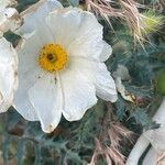 Argemone polyanthemos Fleur
