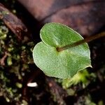 Acianthus confusus Leaf
