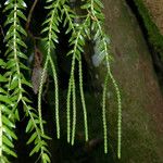 Huperzia phlegmaria Fruto
