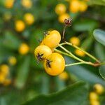 Pyracantha koidzumii Frucht