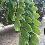 Cordyla africana Leaf