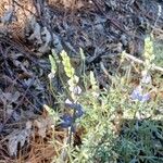 Lupinus albifrons Flors