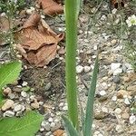 Eryngium yuccifolium Kůra