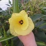 Hibiscus tiliaceus Цвят