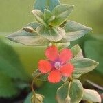 Lysimachia arvensis Habitus