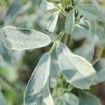 Medicago sativa Hoja