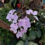 Ionopsis utricularioides Flor