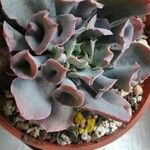 Echeveria shaviana برگ