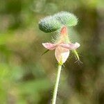 Acmispon americanus Flower