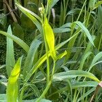 Ranunculus lingua Blatt