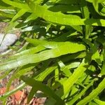 Homalocladium platycladum Leaf