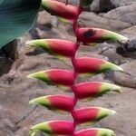 Heliconia rostrata Çiçek