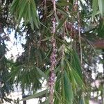 Melaleuca viminalis Leaf