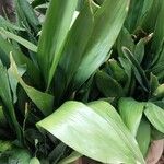 Aspidistra lurida List