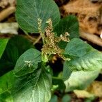 Amaranthus viridis 葉