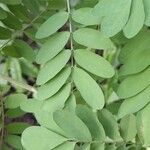 Indigofera arrecta Folha