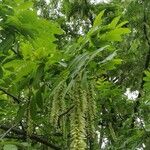 Pterocarya stenoptera Плод