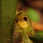 Bulbophyllum variegatum Blüte