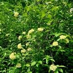 Viburnum lentagoफूल