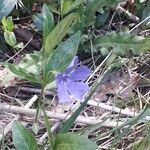 Vinca minorFlower