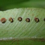 Nephrolepis biserrata Blatt