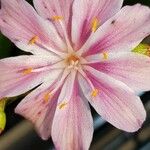 Lewisia longipetala ᱵᱟᱦᱟ